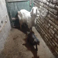 بزبابیگ|حیوانات مزرعه|دزفول, |دیوار