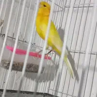 فروش۱قناری نرطلائی سوپر
