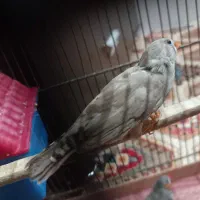 یک جفت فنچ به همراه تمام وسایل ها|پرنده|بهارستان, |دیوار