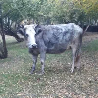 گاو شکم دار|حیوانات مزرعه|رضوانشهر, |دیوار