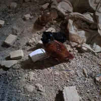 مرغ و خروس محلی