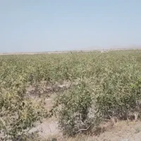 فروش باغ پسته