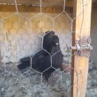 دوتا نر قلدر پرش بالا با قفس جفت کن|پرنده|دره شهر, |دیوار