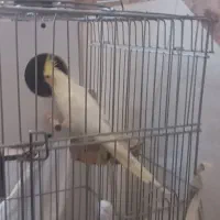 جفت عروس هلندی|پرنده|اسلامشهر, شهرک محمدیه|دیوار