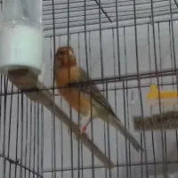 قناری سوخته|پرنده|تبریز, |دیوار