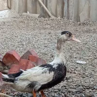 اردک .چاقو چله