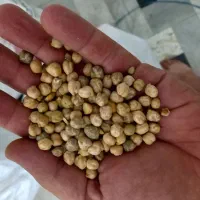 نخود تازه