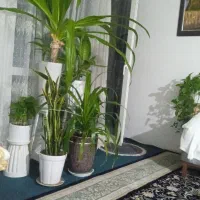 گل های اپارتمانی