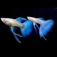 گوپی ده رنگ،انواع کوریدراس،انواع کت پوزه بوته ای