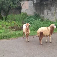 دوعددگوسفندبره نروماده