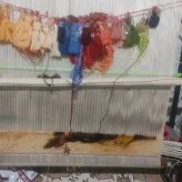 یک تابلو فرش نخ ریز بافت|استخدام هنری و رسانه|الیگودرز, |دیوار