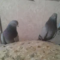 کفتر سرور وصحرایی به فروش می‌رسد