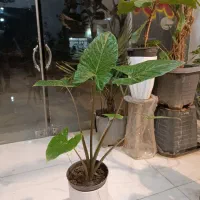 حراج گل بابا آدم تنه قرمز ارسال رایگان + هدیه|گل و گیاه طبیعی|مشهد, رستگار|دیوار