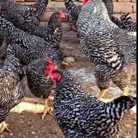 پیلیموت راک آمریکایی (آمروک ) برترین نژاد تخمگذار