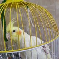 فروش فوری عروس هلندی نر بازیگوش|پرنده|بردسکن, |دیوار