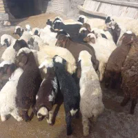 گوسفند میش وبره.|حیوانات مزرعه|زاغه, |دیوار