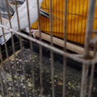 کوتوله قیمت با قفس۷۰۰تومن