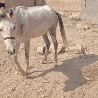 اسب مادیان جوان|اسب و تجهیزات اسبسواری|اسفراین, |دیوار