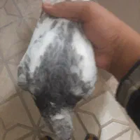 حراج کفتر|حراج|بیرجند, |دیوار