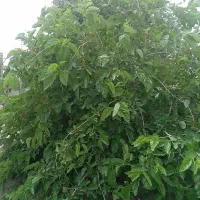 قصاب سیار