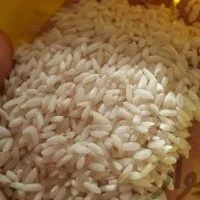 فروش ۲۰۰کیلو برنج لنجان درجه ۱