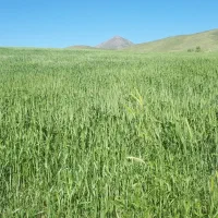 ۵تن کاه نرمو ریز