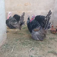 بوقلمون نر|حیوانات مزرعه|هامون, |دیوار