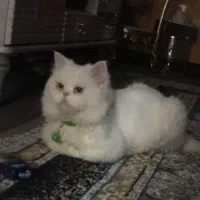 گربه پرشین ساکت و خانگی|گربه|میاندوآب, |دیوار