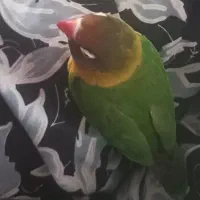 گمشده