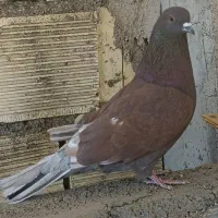 کبوتر شمرونی|پرنده|برخوار, |دیوار
