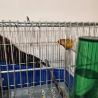 سهرقناری نر خوش رنگ کشیده لر بخون|پرنده|پاکدشت, حصار امیر|دیوار