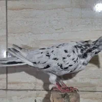 کبوترسرور ماده