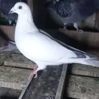 ماده دستپر به شرط تخم جوجه فروشی
