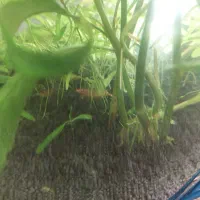 فروش تعدادی ماهی و آکواریوم استوانه ای|ماهی|محمدیه-قزوین, |دیوار