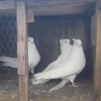 فروش کبوتر مسافتی یا المانی|پرنده|چمستان, |دیوار