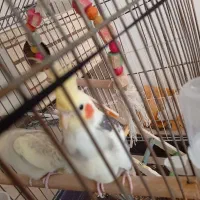 عروس هلندی نر وماده