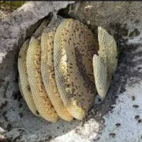 محصولات طبیعی