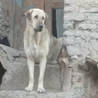 سگ پژدر کردی