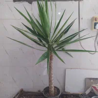 گل و گیاه یوکا|گل و گیاه طبیعی|اهواز, سیصد دستگاه|دیوار