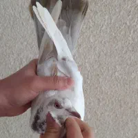 سه تا کبوتر پرنده