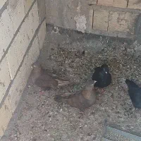 کبوتر سوسنی