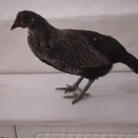 مرغ‌نمچه‌‌گلین