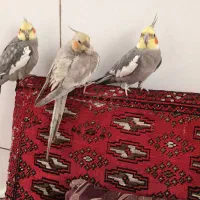 ۳تا عروس هلندی جفت بایکی بچه