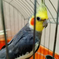 عروس هلندی رام سخنگو