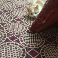 واگزاری بچه گربه ی ماه