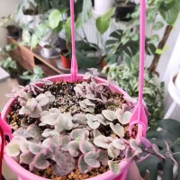 سروپژیا ابلق یا زنجیره قلب ها|گل و گیاه طبیعی|قم, انسجام|دیوار