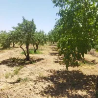 فرصتی بی نظیر برای خرید باغ در منطقه پل زمانخان|فروش زمین و ملک کلنگی|فولادشهر, مسکن مهر فولادشهر|دیوار
