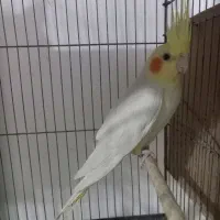 دو جفت عروس هلندی درشت کشیده با تخم و جوجه|پرنده|مرودشت, کناره|دیوار