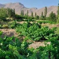 باغ انگور خسبیجان (مرکزی)|فروش دفتر صنعتی، کشاورزی، تجاری|زالیان, |دیوار