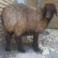 ماشالله داره سه تا مال قشنگ تک فروشی دارم